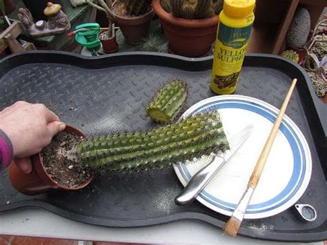 First diagnose the problem and give it the proper immediate care. How to save a Cactus Plant that is Rotting from the Top ...