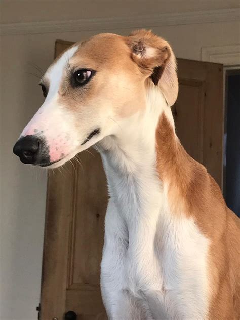 Saluki Whippet Tabitomo