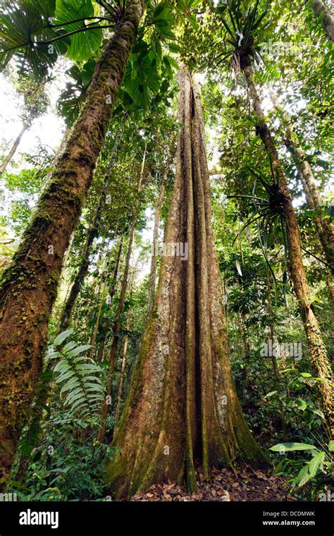 Rainforest Trunk Amazon Bark Big Buttress Ecuador Forest Giant Green