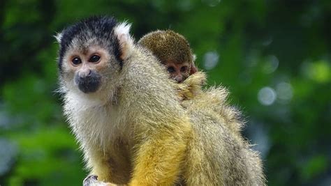 Pequeño Mono Mono Madre E Hijo Apenheul Animal Lindo Naturaleza