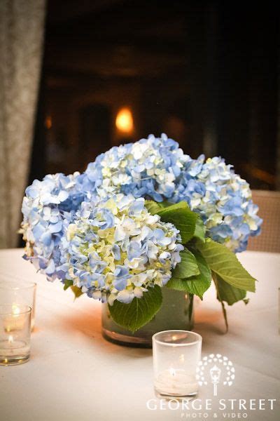 Wedding Photography George Street Photo And Video Blue Hydrangea