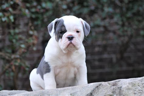 Old english bulldog registered with new england bull breed registry fully vaccinated micro chipped good blood line lovely temperament living within a family. Blue Tri Olde English Bulldogge Puppies For Sale