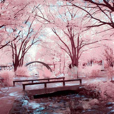 Infrared Photography Infrared Ir Seoul South Korea Spring Cherry