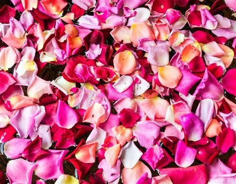 Fresh Rose Petal Stock Photo Image Of Plant Floating 51492678