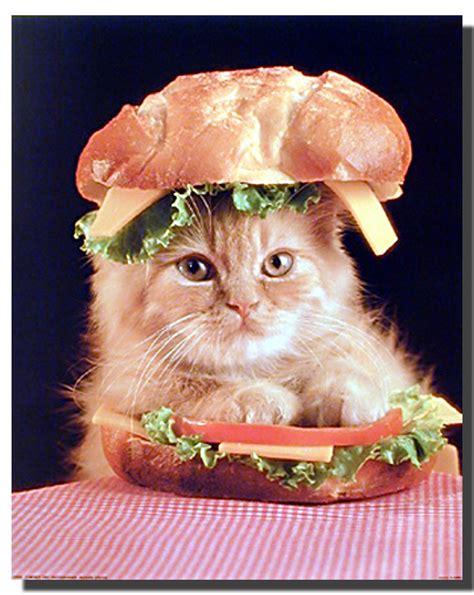 Cat In A Sandwich Poster Animal Posters Cat Posters