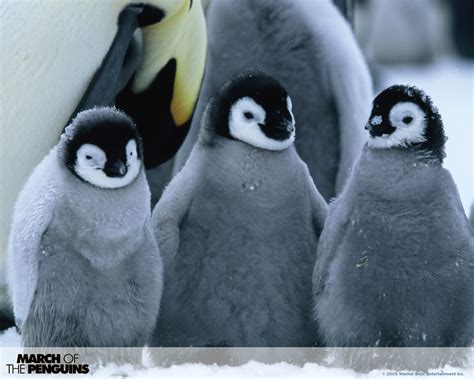 As the closing credits roll, footage is shown of the photographers dragging their equipment across the ice, setting up their cameras, and shooting film as the penguins walk around. March of the Penguins WPs - Penguins Wallpaper (157185 ...