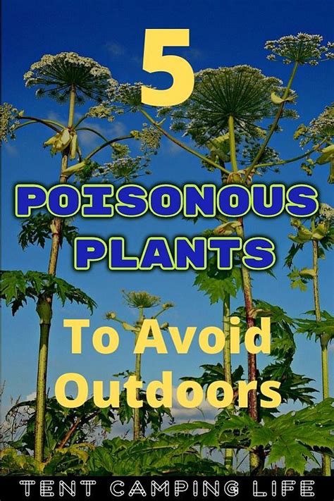 5 Poisonous Plants To Avoid Outdoors In 2020 Poisonous Plants