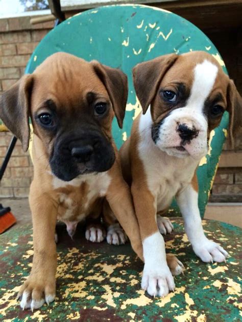 Boxer Pups Fawn And Flashy Fawn Boxer Puppies Boxer Dogs Boxer Puppy