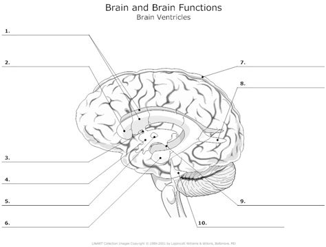 Anatomy Of The Brain Worksheet