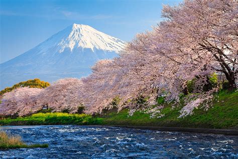 Cherry Blossoms In Front Of Mount Fuji Hd Wallpaper Wallpaper Flare