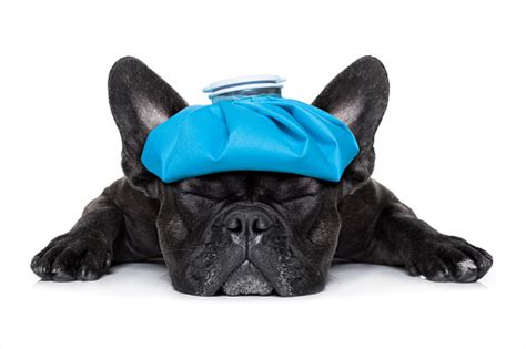 Sick Ill Dog Stock Photo Download Image Now Istock