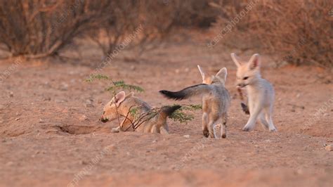 Cape Fox Kits Playing Stock Video Clip K0098063 Science Photo