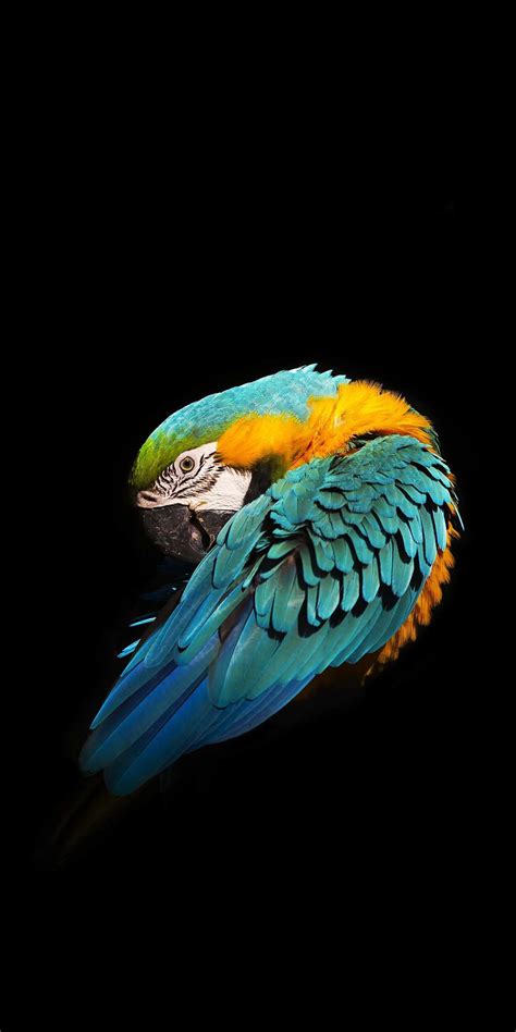 Minimal Blue And Yellow Macaw Iphone Wallpaper Animal Wallpaper Bird