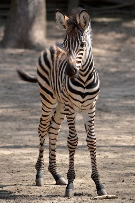 334 Best Zebras Images On Pinterest Wild Animals