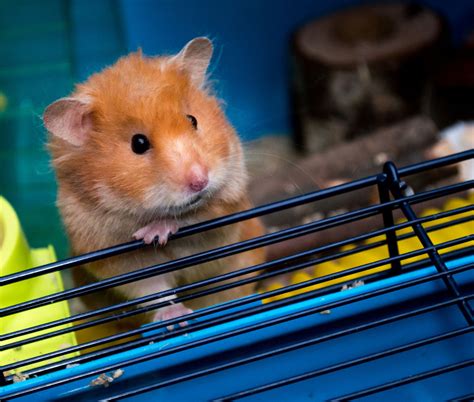 The Surprising Answer To What Is The Lifespan Of Hamsters