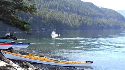 Orca Camp Vancouver Island Orca Rubbing Beach Youtube