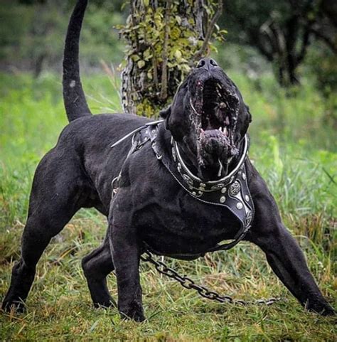 Vicious Dogs Big Dog Breeds Pitbull Dog Scary Dogs
