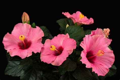 How To Protect Your Hibiscus From Aphids Try These 5 Ace Ways