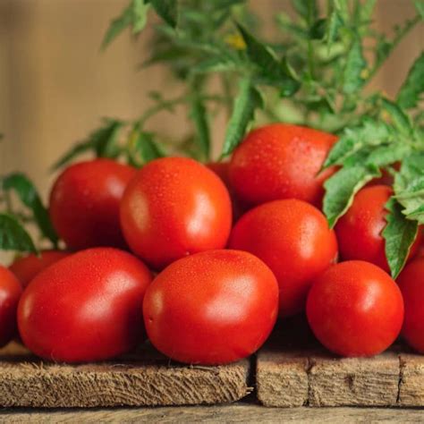Biosnyg ™ndir 87 Disease Resistant Roma Tomato Seed Price In India