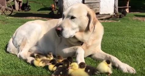 Labrador Retriever Adopts Orphaned Ducklings The Bark