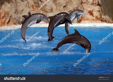 Happy Dolphins Jumping Out Of The Water Stock Photo
