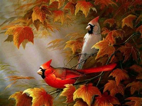 Cardinal Bird Wallpapers Wallpaper Cave
