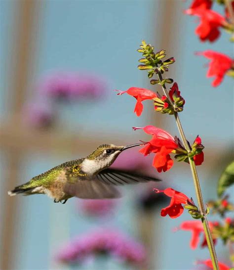 Hummingbird On Red Salvia All America Selections