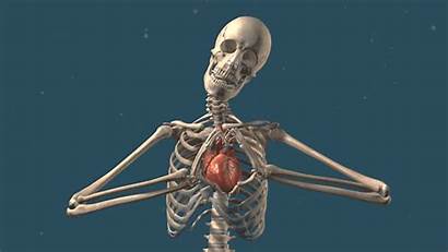 Heart Beating Animated Gifs Hearts Skeleton Visiblebody