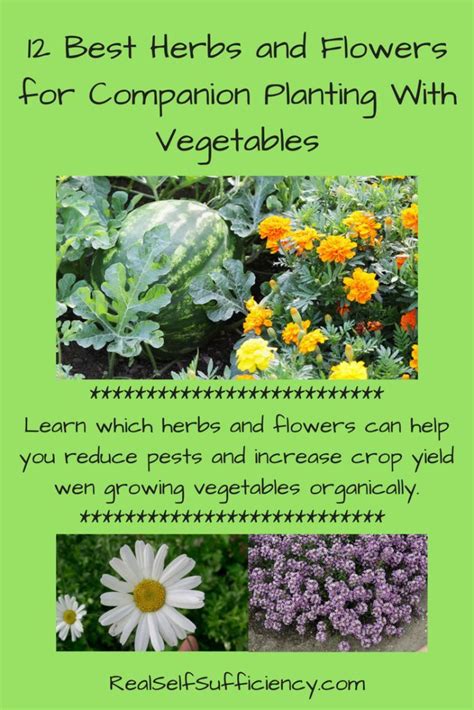 12 Best Herbs And Flowers For Companion Planting With Vegetables