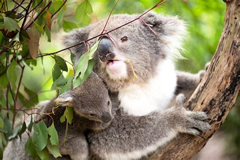 Best Koala Sleeping Animal Laziness Stock Photos Pictures And Royalty