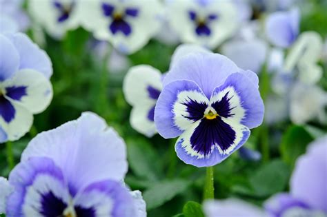 How To Grow Pansies From Seed Amazing 15 Colors Siznews