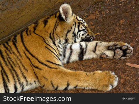 Tiger Cub Lying Down Free Stock Images And Photos 4241357