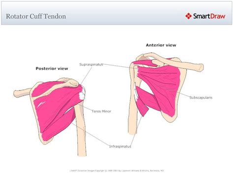 Anatomy • free medical books. Shoulder Tendon Anatomy Diagram / Muscles of the Forearm and Arm, Back and Shoulder ... : Biceps ...