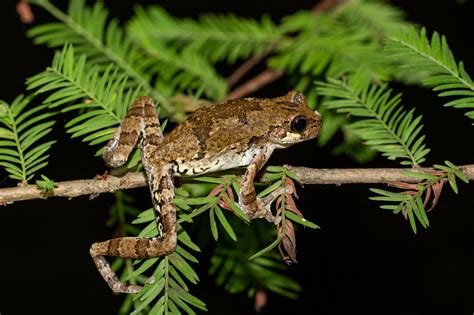Bird Voiced Treefrog South Carolina Partners In Amphibian And Reptile Conservation