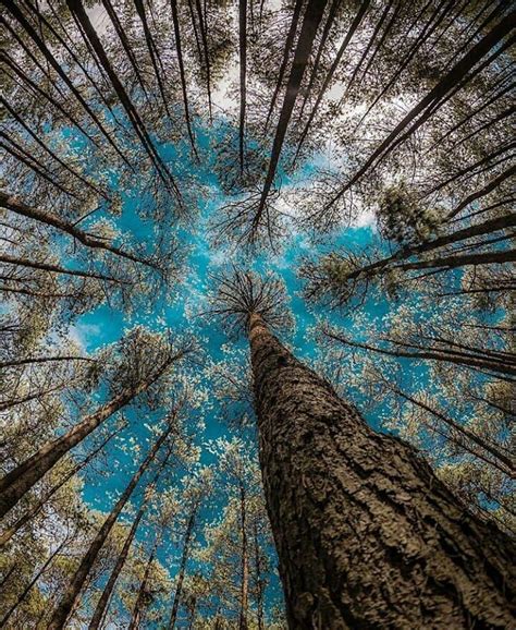 Interesting Perspective Photo By Perspective Photos Nature
