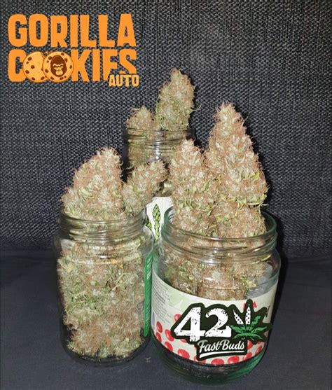 Fastbuds Gorilla Cookies Auto Grow Journal Harvest12 By Growdiaries