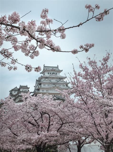 On The Day Of Cherry Blossoms In Full Bloom At Himeji Jo Castle