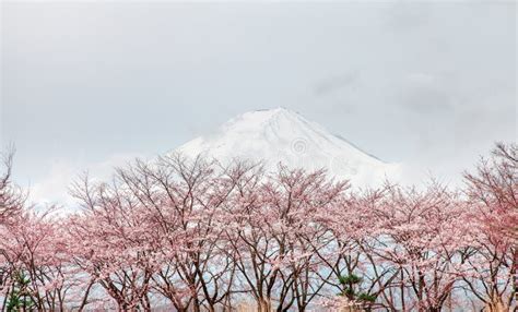 Mt Fuji And Pink Cherry Blossom Tree In Spring Kaw Stock Photo Image