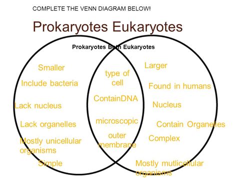 Compare And Contrast Prokaryotic And Eukaryotic Cells Vancouverpoliz