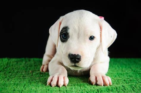 Dogo Argentino köpek ırkının özellikleri Hayvanlar ve Çevre