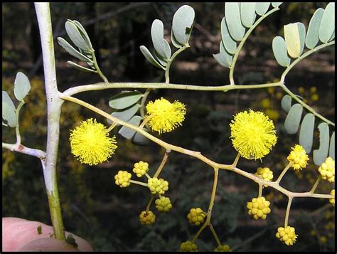 Flora Of The Pilliga Forests Acacia Spectabilis