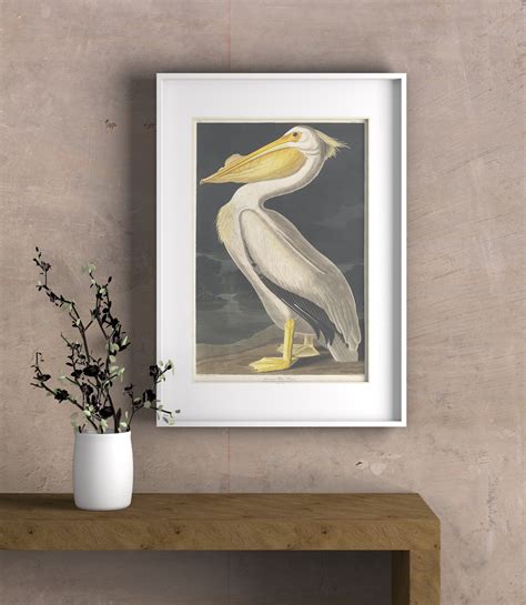 Illustration Sea Bird Vintage Audubon American Pelican Bird Etsy