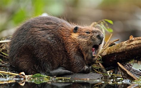 Beaver Hd Wallpapers And Backgrounds