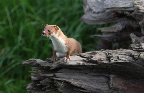 Weasel Mustela Nivalis British Wildlife Centre Flickr