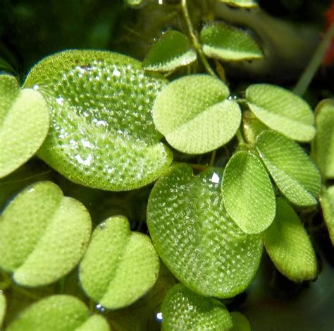 Salvinia natans, in general, are pleurocarpous plants, meaning. Salvinia natans | Aquatic plants, Plants, Fungi