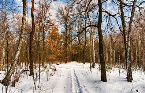 Path In An Early Winter Forest Ukraine By Mykhailo Sherman Winter