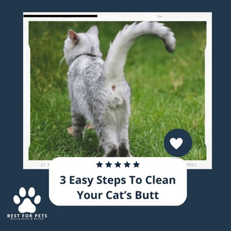 3 Easy Steps To Clean Your Cats Butt