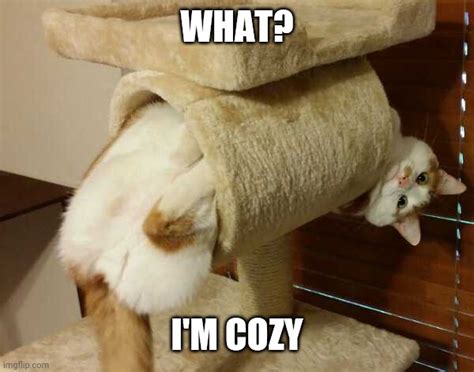 Cozy Cat Imgflip