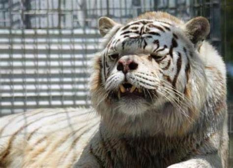 Most of the animals with down syndrome die before birth or live just a few days. White Tiger with Down Syndrome - Euro Signs 2