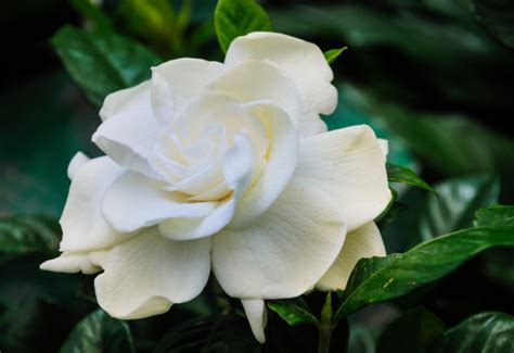 Gardenia Facts Meaning And Care Petal Talk